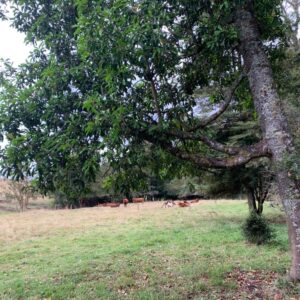 Campo En Ticahue / Mantilhue / 57 Ha Ganadero