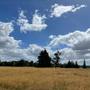 Oportunidad Única: Venta De Parcela En Tacamó - Osorno