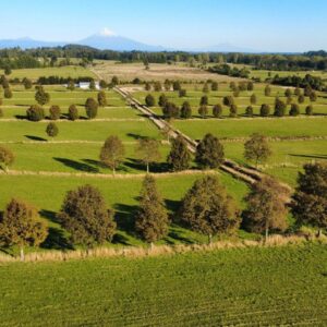 Venta de Campo de 53 Hectáreas en Puyehue Ideal Ganadería