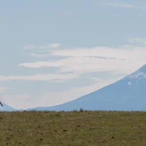 Parcela con Rol Propio a 15 Minutos del Lago Llanquihue