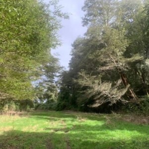 Hermosa Parcela Bosque Nativo Entre Lagos Puyehue y Rupanco